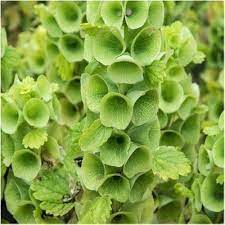 Heirloom Non-GMO Moluccella Laevis Bells of Ireland Flower Seeds for Unique Garden Borders and Planting for planting in home garden