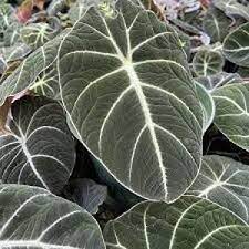 Black Caladium Flower Seeds for Planting -NON GMO Seeds