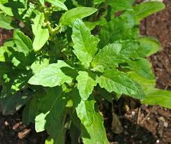 Epazote Dysphania Ambrosioides Plant Seeds for Planting - 100 pcs Heirloom, NON-GMO Seeds for planting in home garden