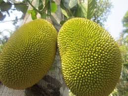 Golden Pillow jackfruit fruit seeds