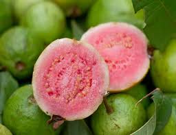 Ruby Supreme Guava Fruit Seeds for Planting - Planting Sweet Guava Trees, Heirloom Seeds