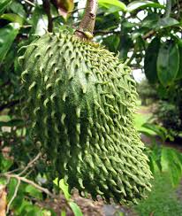Army green Graviola soursop fruit seeds