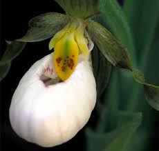 Cypripedium acaule or White Ladyâ€™s Slipper Flower Seeds for Planting - Heirloom & Non-GMO Garden Seeds for planting in home garden