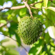 Green Soursop Annona muricata seeds for planting in home garden