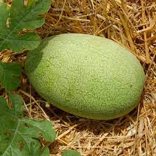 Charleston Gray watermelon fruit seeds