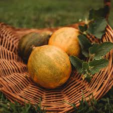 Collective Farm Woman Melon Cucumis melo seeds for backyard gardens