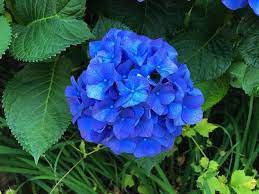 Deep Blue Hydrangea Flower Planting Seeds for Garden NON GMO Seeds