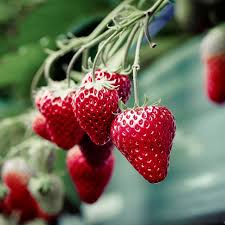 Strawberry Seascape fruit seeds