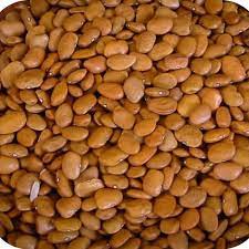 Brown Tepary Bean Seeds for Planting - Healthy Vegetable - heirloom & Non GMO Seeds