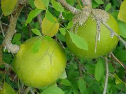Bael Aegle marmelos fruit tree seeds for sacred garden