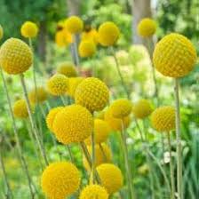 Craspedia Drumstick Yellow Sun Ball Flower Seeds for Planting - Heirloom & Non-GMO Garden Seeds
