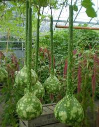 Dipper Bottle Gourd Seeds for Planting – Non-GMO, Heirloom Quality