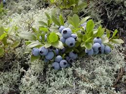 Wild lowbush blueberry fruit seeds