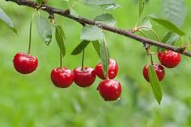 Montmorency acerola cherry fruit seeds