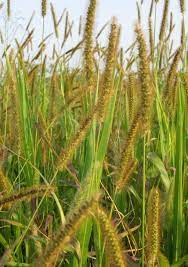 Yellow foxtail grass seeds