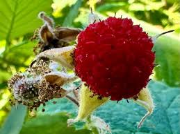 Thimbleberry fruit seeds