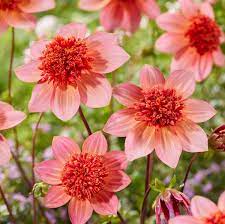 Heirloom Tangerine Anemone Dahlia Flower Seeds – Non-GMO Exotic Blooms for Planting