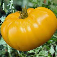 Big Dark Yellow Tomato Solanum lycopersicum for planting in vegetable patch