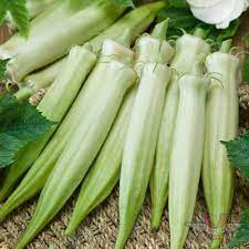 Blondy Okra Seeds for Planting - NON GMO Seeds