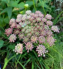 Organic Mixed Dara Anne's Lace Flower Seeds for Planting ƒ?? Heirloom, Non-GMO for planting in your garden.