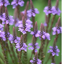 Organic Heirloom Non-GMO Blue Verbena Hastata Seeds for Planting ƒ?? Pollinator Blooms for planting in your garden.