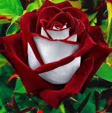Rare Deep Red and White Osiria Ruby Rose Flower Seeds Non-GMO Heirloom Garden Seeds for Planting