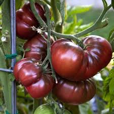Black Krim Tomato Vegetable Seeds for Planting – 100 Pcs pcs