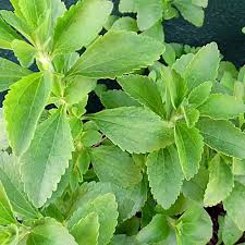 Stevia plant Stevia rebaudiana seeds for natural garden sweetener