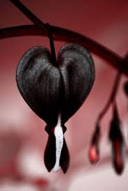 Black Heart Flower Seeds for Planting - 100 pcs