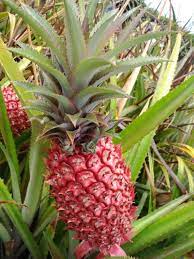 Pink pineapple Ananas comosus seeds for exotic garden