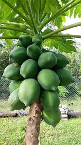 Dark green papaya fruit seeds