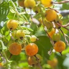 Golden currant fruit seeds for planting