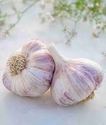 Purple White Garlic Allium sativum seeds for garden planting
