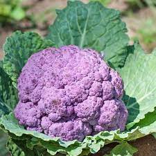 Purple Cauliflower Seeds for Planting, 100 Pcs pcs