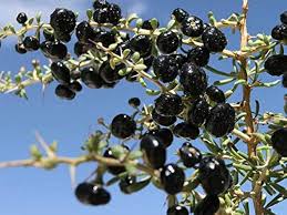 Black goji berry fruit seeds