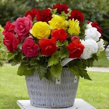 Heirloom Non-GMO Mixed Begonia Tuberosa Flower Seeds for Planting – Vibrant Shade-Loving Blooms