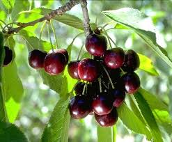 Black Tartarian cherry fruit seeds