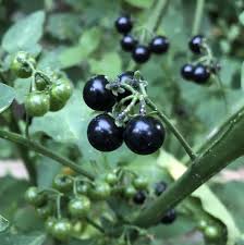 Black huckleberry fruit seeds