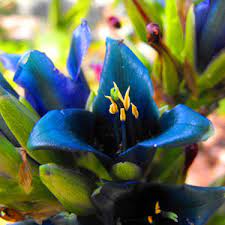 Blue Puya Alpestris Heirloom Non-GMO Plant Seeds – Exotic Flower Seeds for Garden Planting