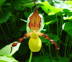 Cypripedium calceolus or Yellow Ladyâ€™s Slipper Flower Seeds for Planting - Heirloom & Non-GMO Garden Seeds for planting in home garden