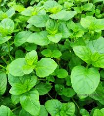 Orange Mint Seeds Scientific Name Placeholder for planting in home garden