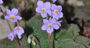 Ramonda Myconi Flower Seeds for Planting - 100 pcs