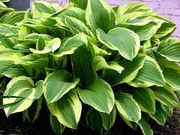Heirloom Non-GMO Green Hosta Plant Seeds for Planting