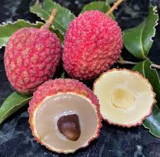 Hak Ip (Black Leaf) Lychee Fruit Seeds for Planting - Grow Your Own Sweet Lychee Trees at your Backyard Orchid