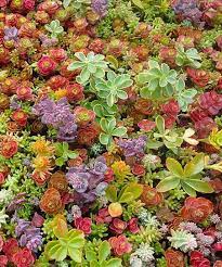 Heirloom Non-GMO Mixed Sedum Flower Seeds for Planting ƒ?? Colorful Ground Cover Blooming Seeds