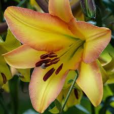 Yellow Trumpet Lilies (Aurelian Hybrids) Flower Seeds for Planting - Heirloom and Non-GMO Garden Seeds for planting in home garden
