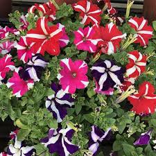 Starry Petunia Multi-Colour Flower Seeds for Planting - Heirloom, NON-GMO, Vibrant Garden Blooms