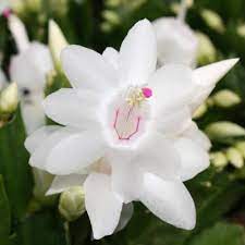 White Schlumbergera Flower Planting Seeds for Garden NON GMO Seeds