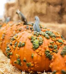 Warty Pumpkin Cucurbita pepo seeds for garden planting