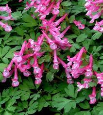Pink Corydalis Flower Seeds for Planting - 100 Pcs pcs